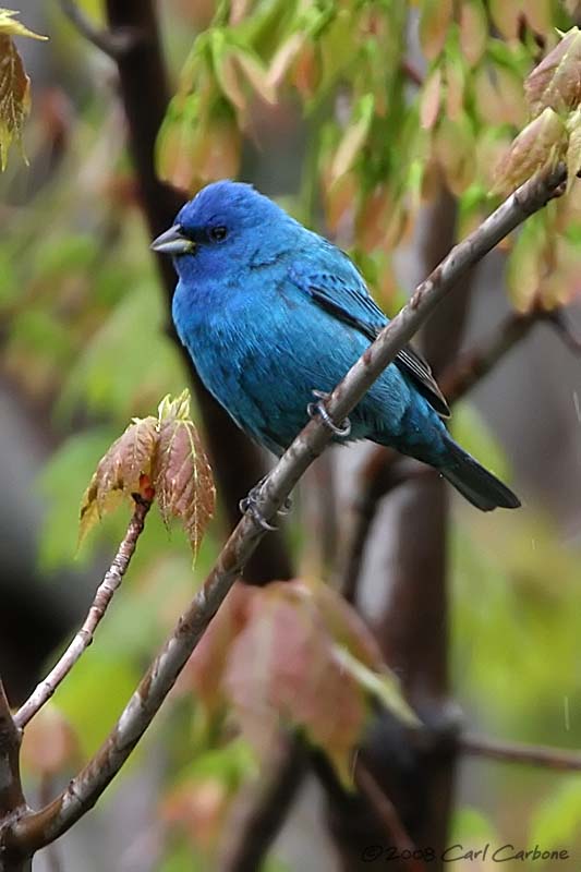 Indigo Bunting