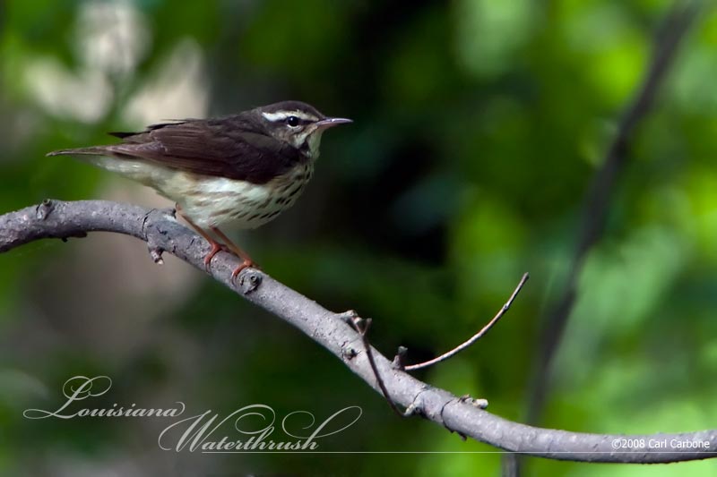 Louisiana Waterthrush