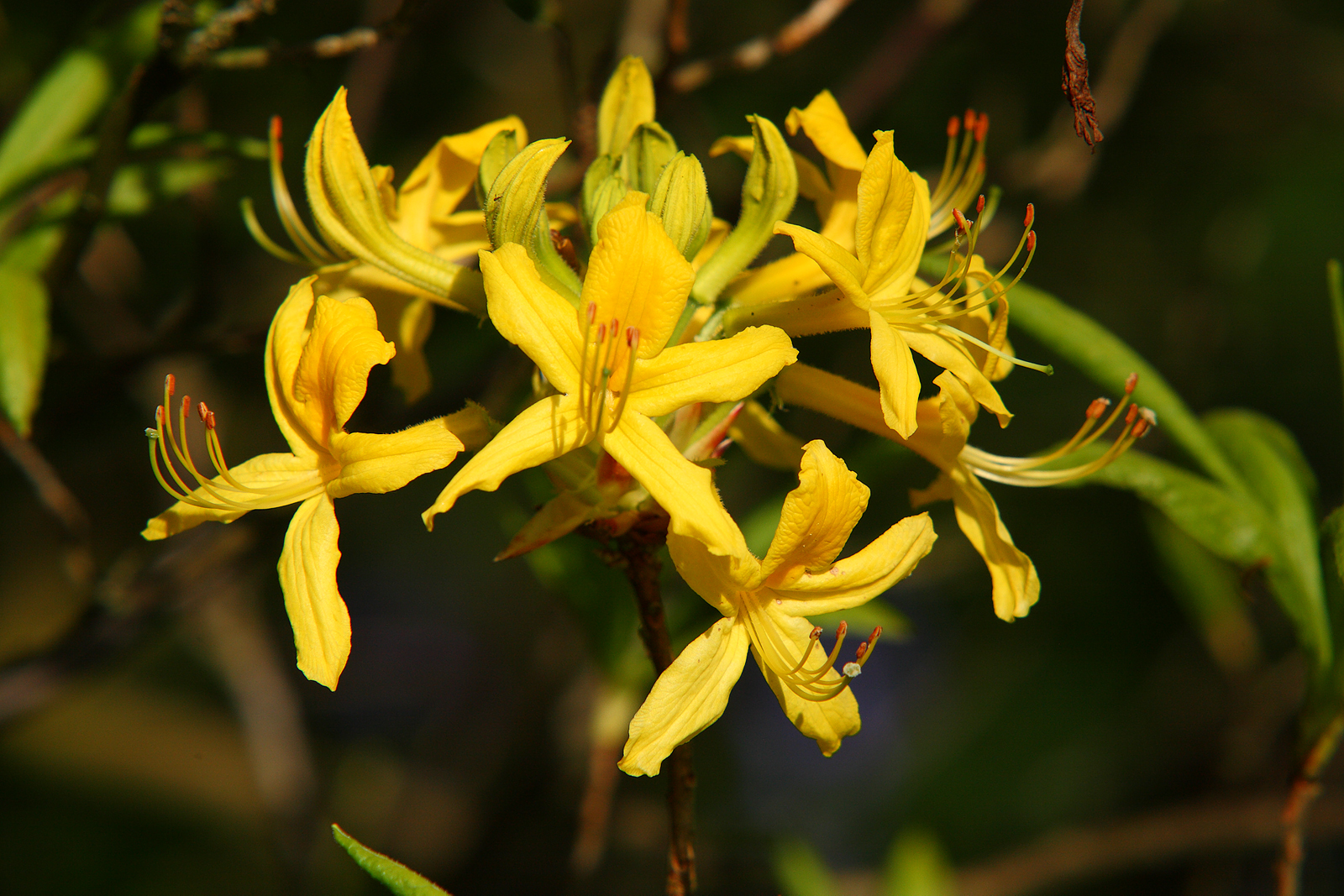 Yellow Azalea