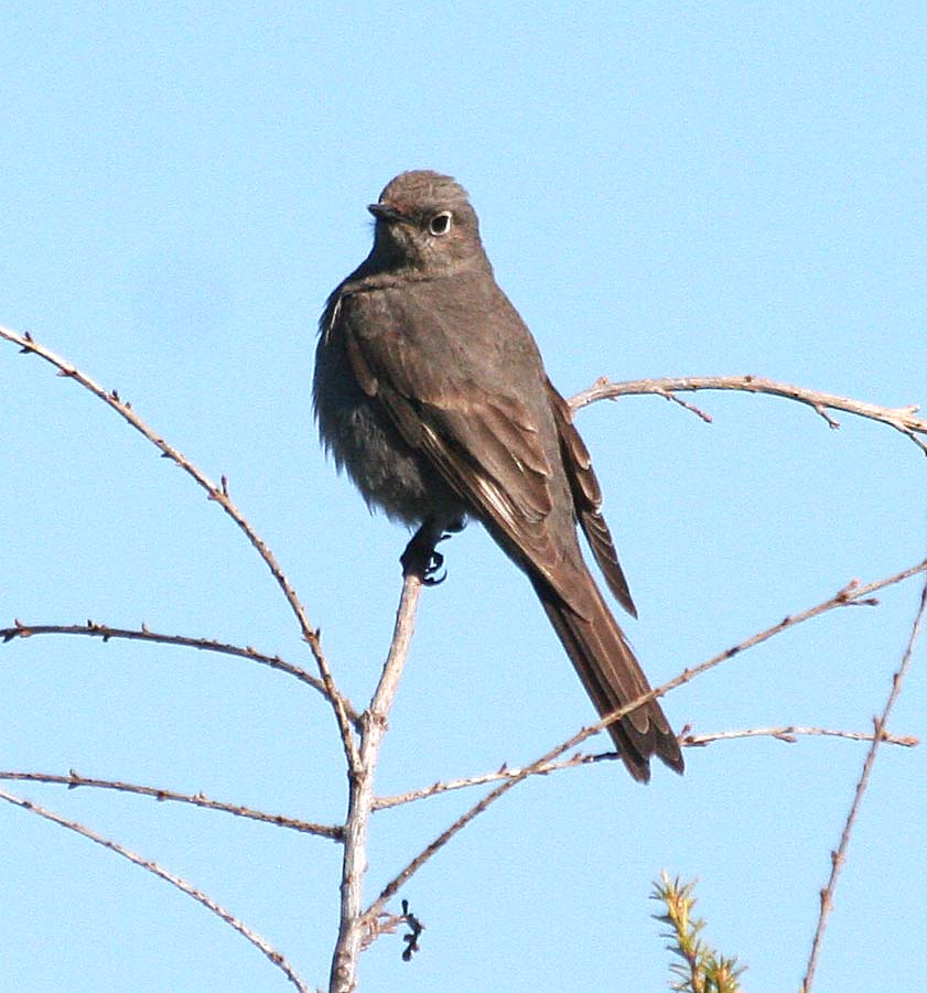 Townsends Solitaire  349