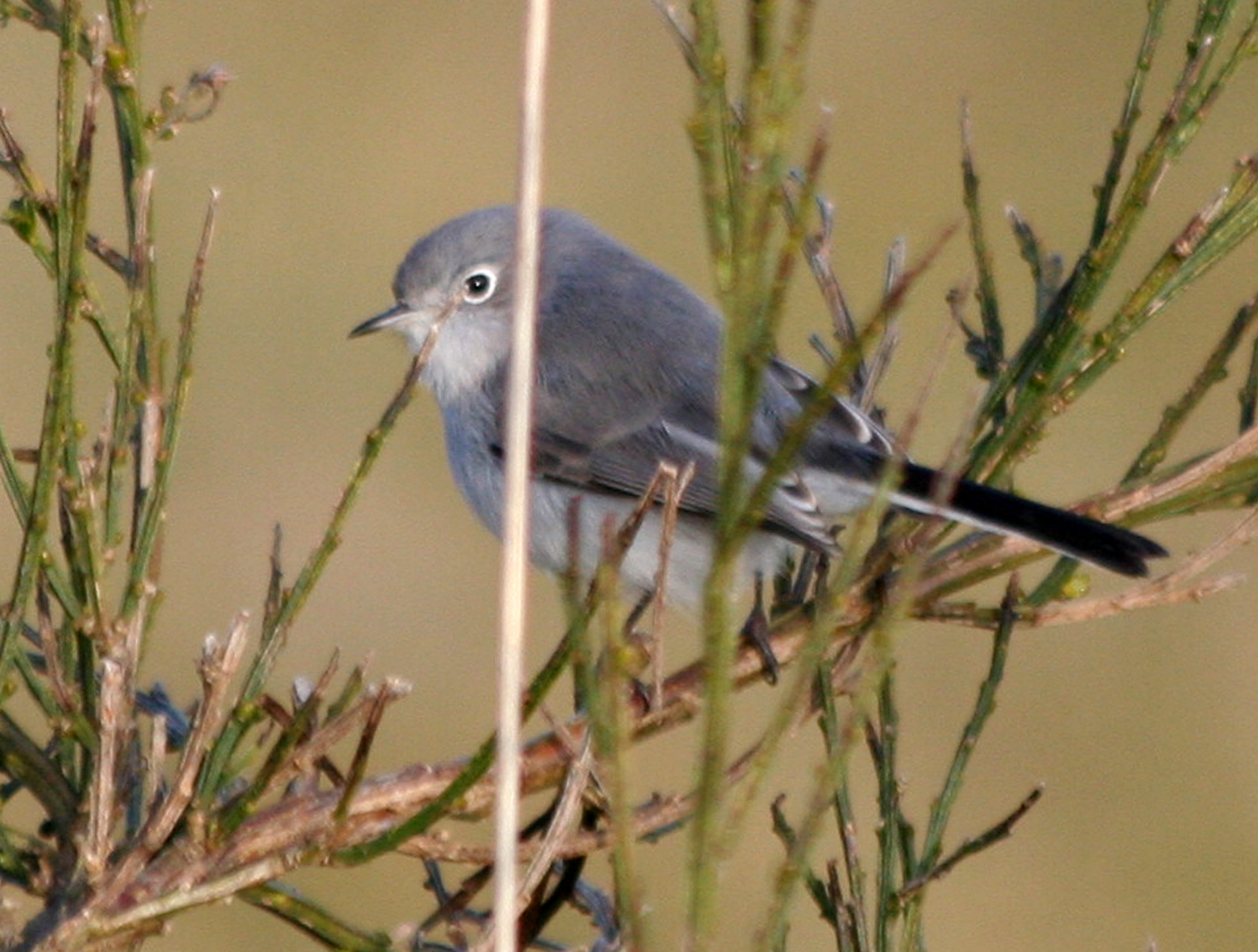 Blue-gray Gnatcatcher  346