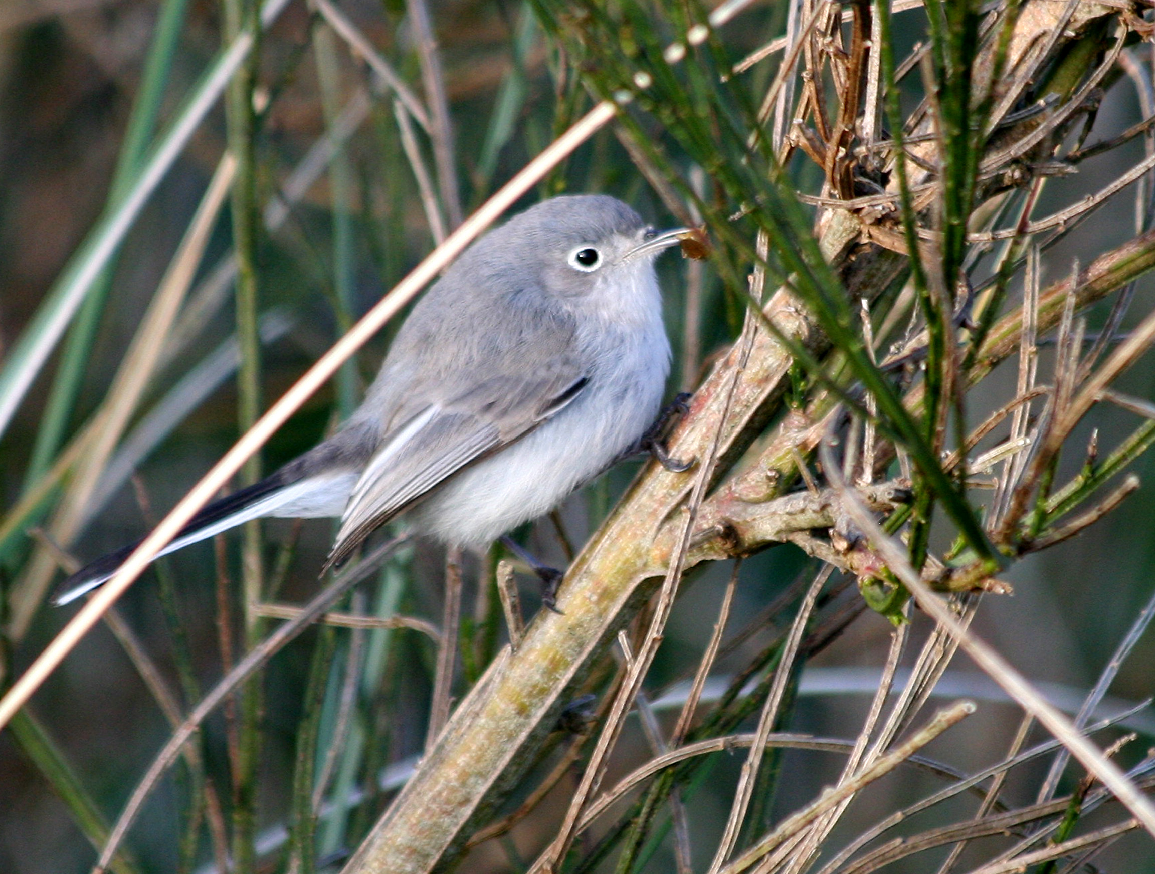 Blue-gray Gnatcatcher  346