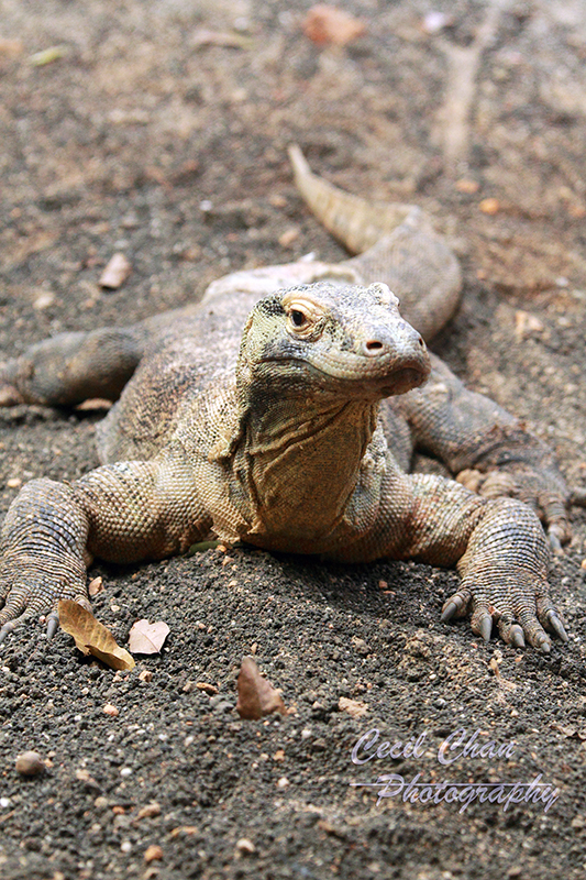 Z016 Komodo Dragon .jpg