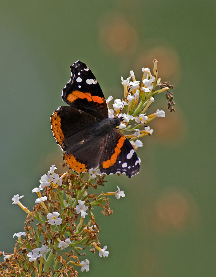 Red Admiral IMGP0066.jpg