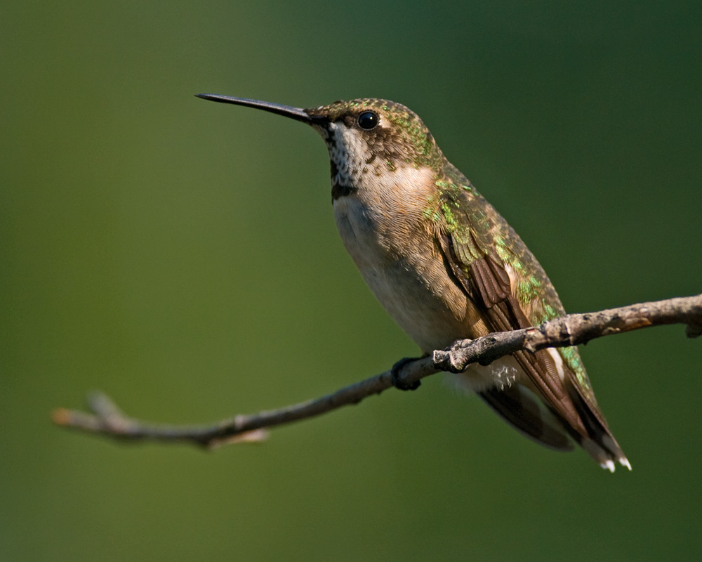 Immature Male IMGP9993.jpg