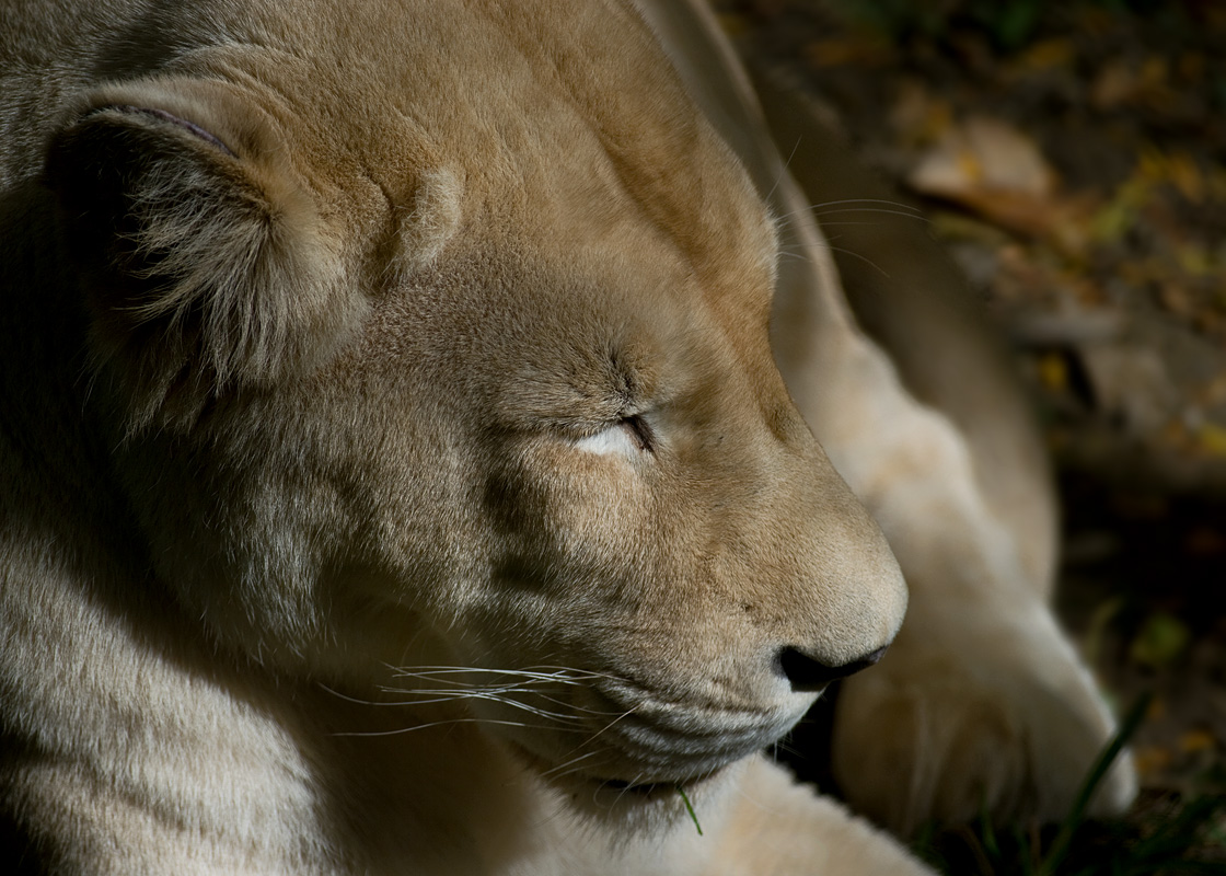 White Lioness IMGP3656.jpg