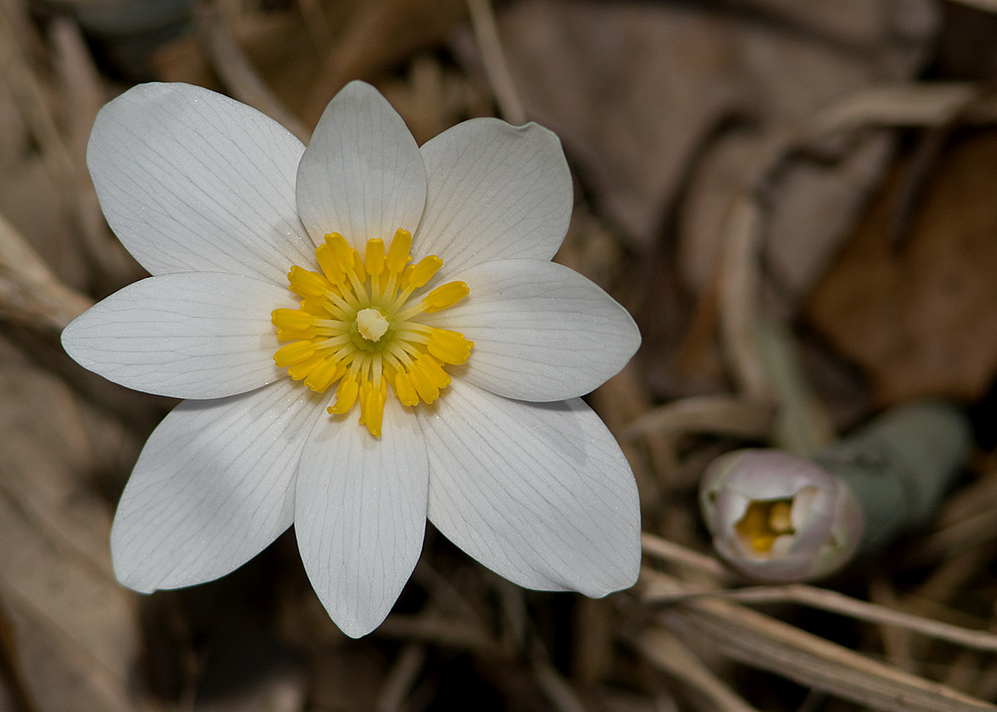 Bloodroot (Sanguinaria canadensis)