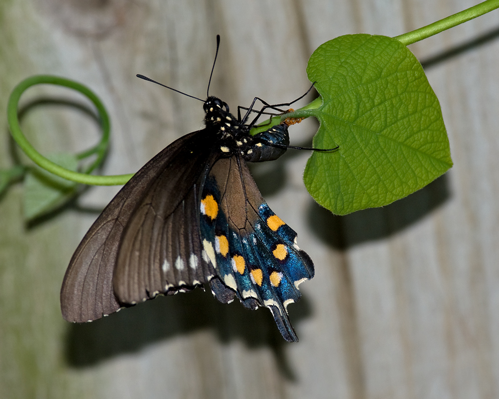 Pipevine ovipositing eggs IMGP5062a.jpg