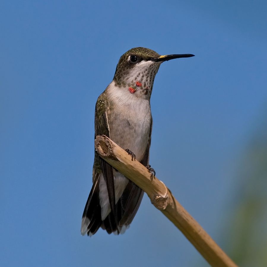 Immature Male IMGP9196.jpg