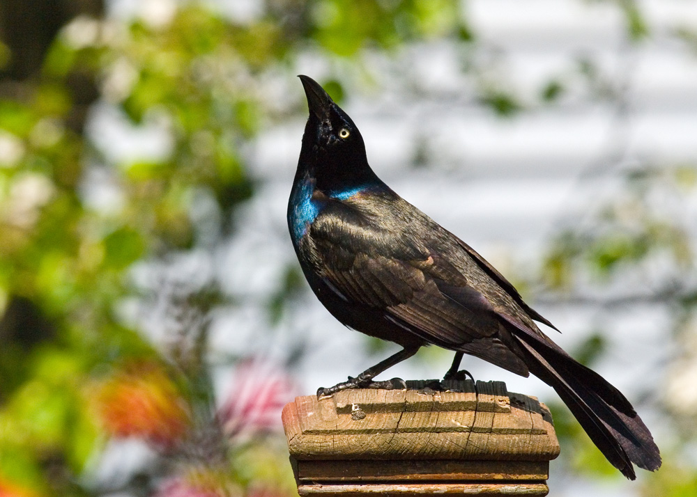 Grackle IMGP2079.jpg