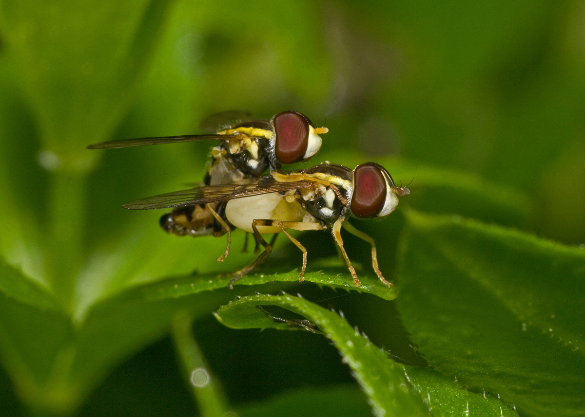 Hover Flies IMGP3057.jpg