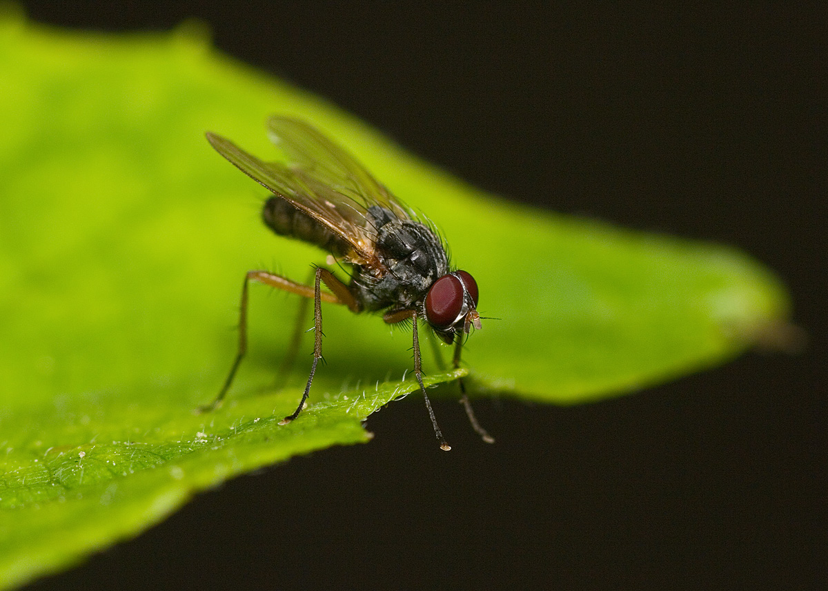 Tachinid Fly IMGP2989.jpg