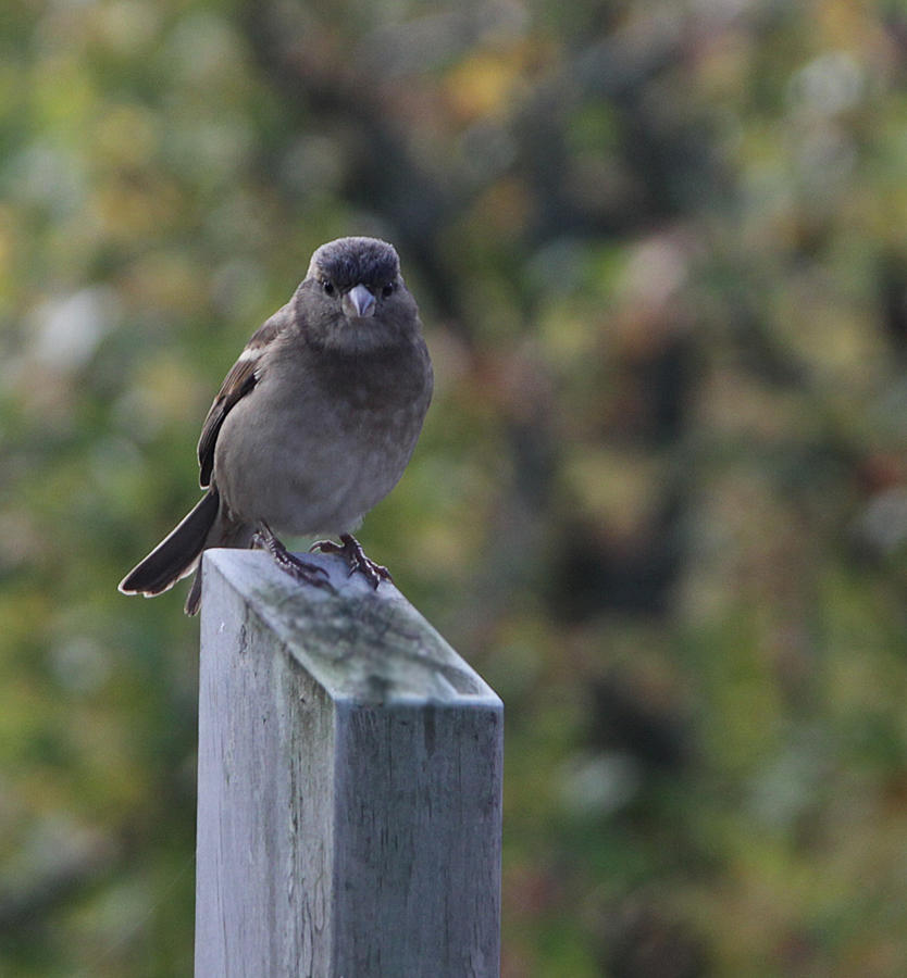 Sparrow