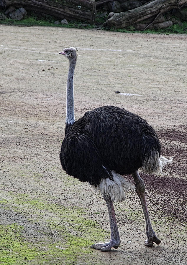 Ostrich