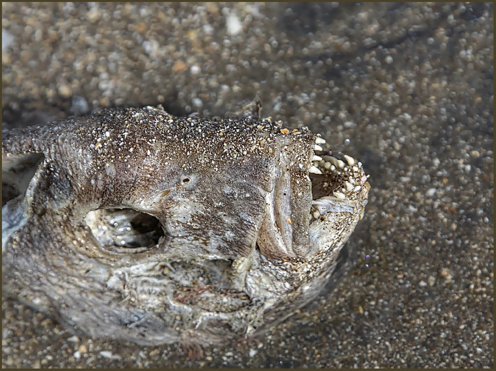 Dead fish