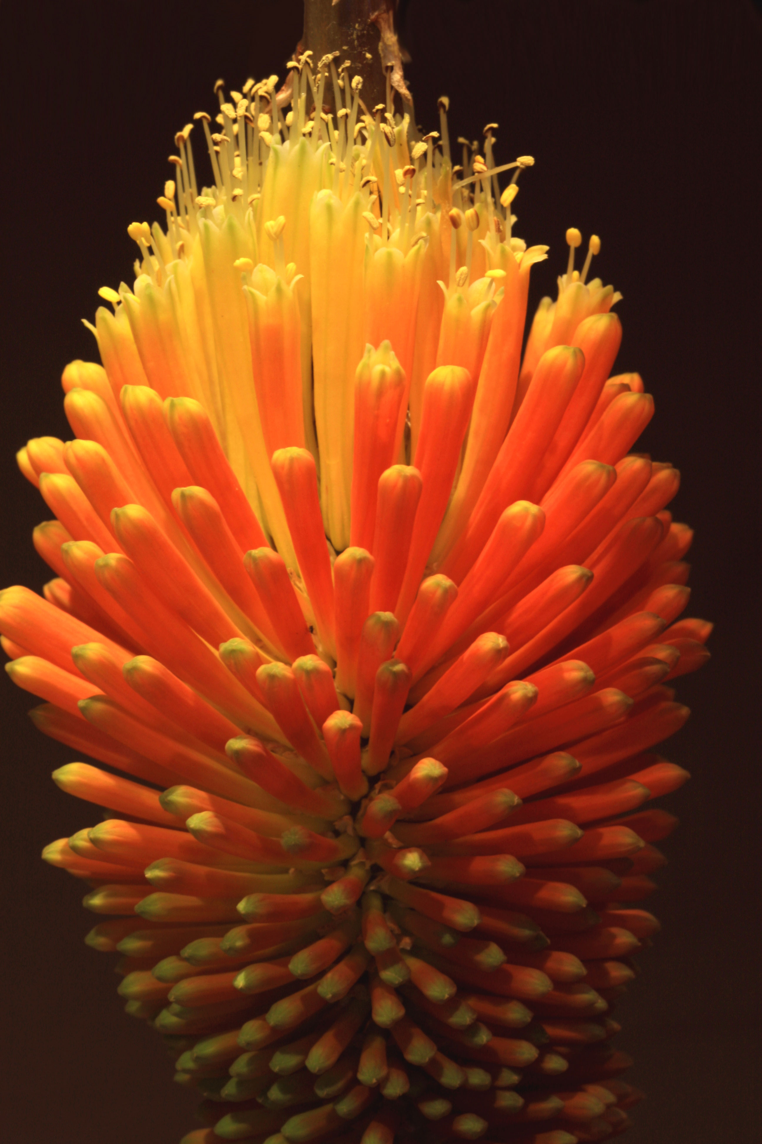 Red Hot Poker image