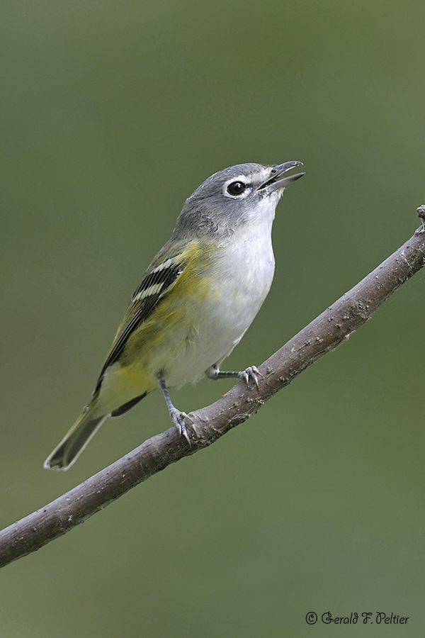  Blue-headed Vireo 3