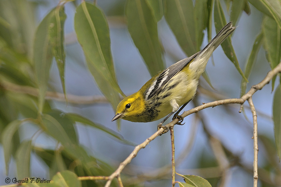  Black - throated Green Warbler 4