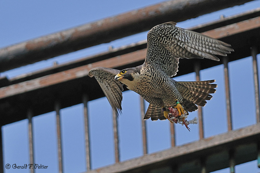 Peregrine Falcon 29
