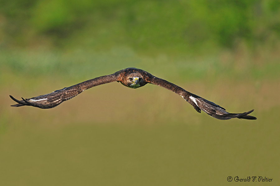 Red - tailed Hawk 6 ( captive )