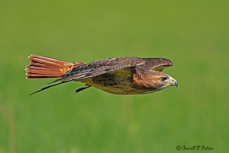  Red - tailed Hawk  8 ( captive )