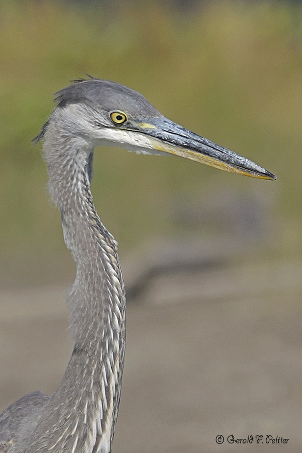  Great  Blue Heron 8