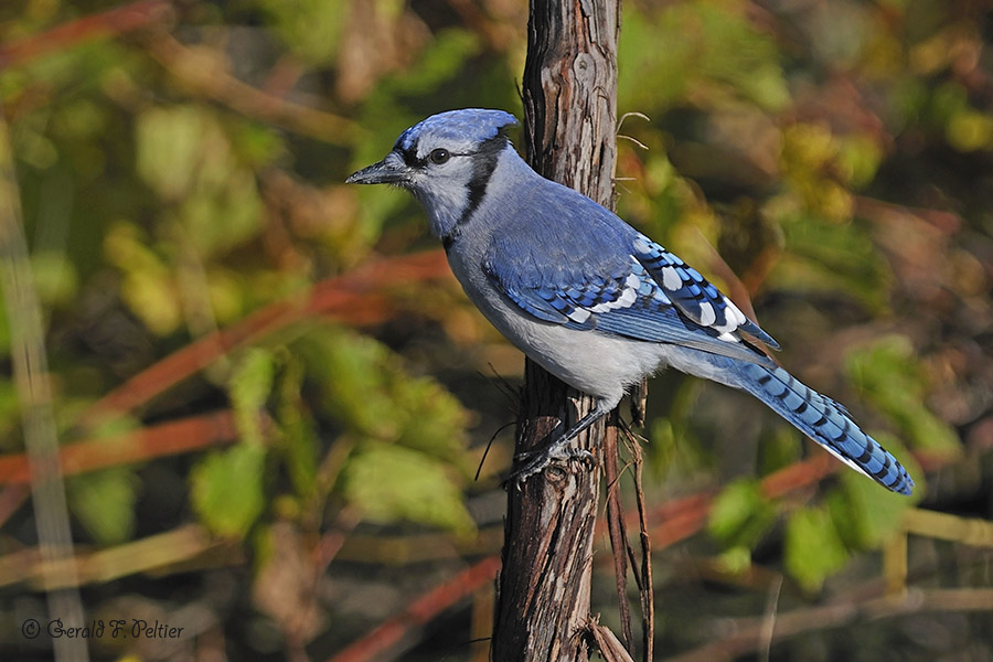  Blue Jay  3