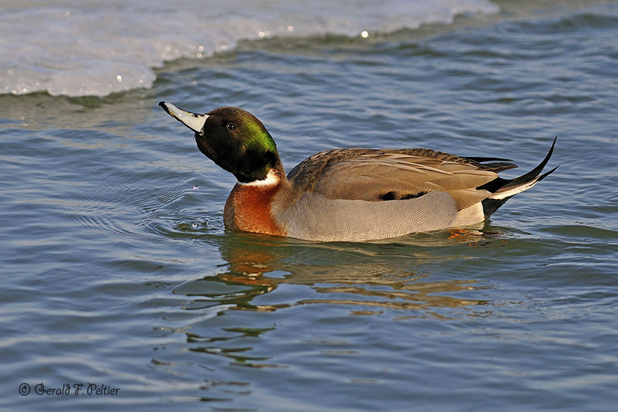  Northern Pintail  X  Mallard ( hybrid )  2