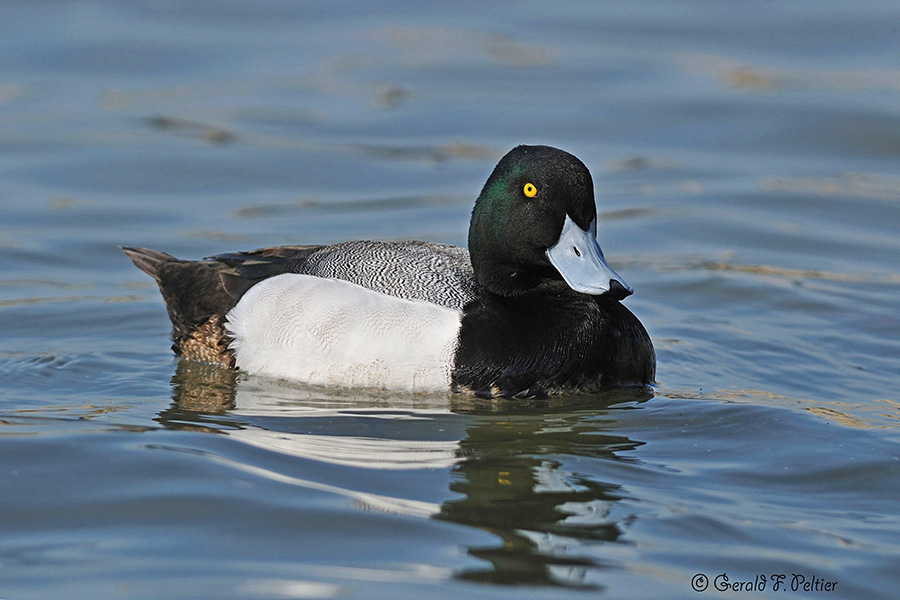   Lesser Scaup  2 