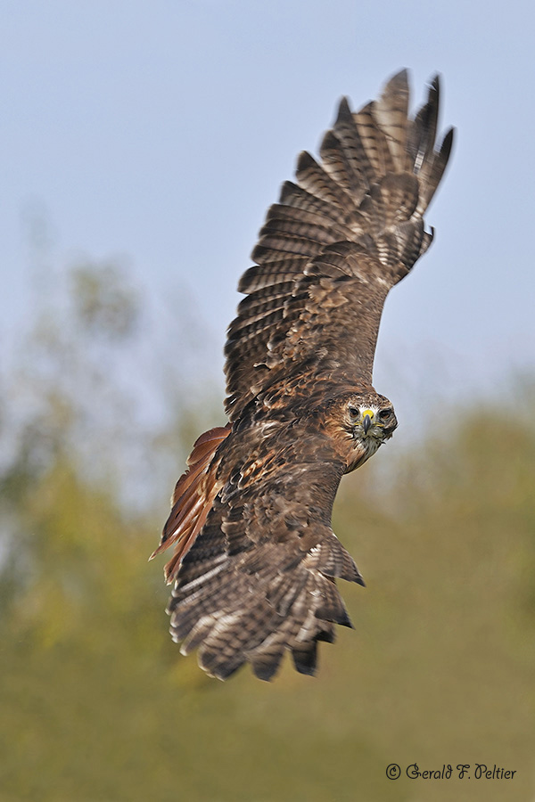   Red - tailed Hawk  10  ( captive )
