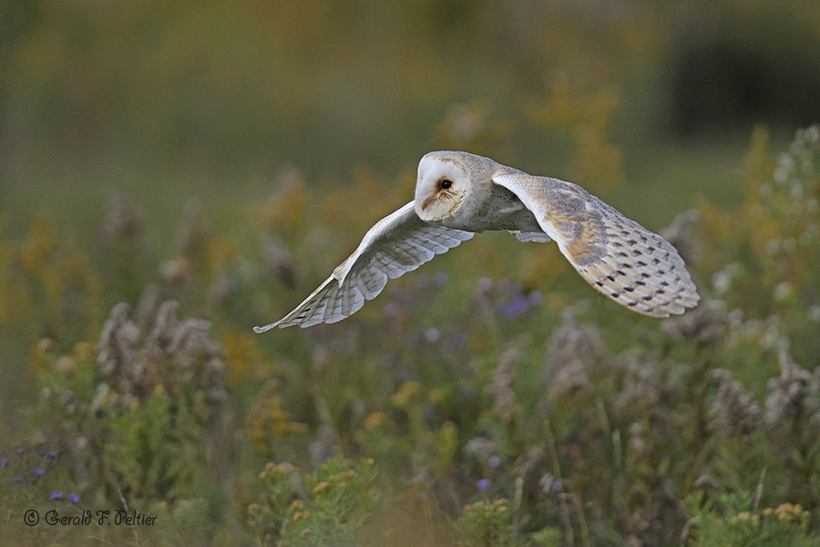   Barn Owl  12  ( captive )