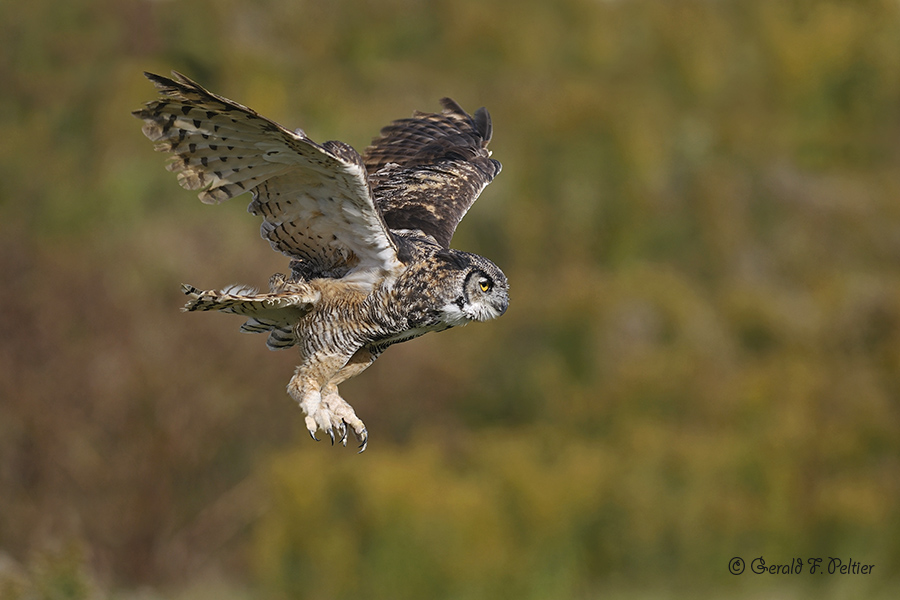  Great Horned Owl  16  ( captive )