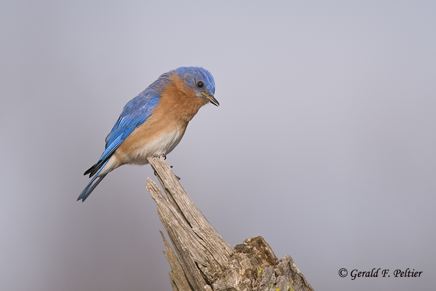   Eastern Bluebird   14