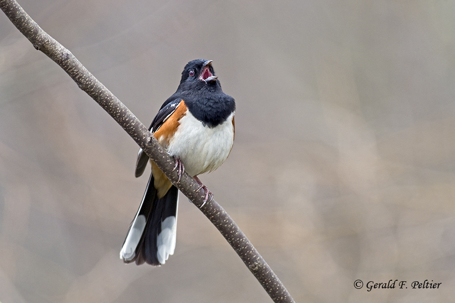   Eastern Towhee   3