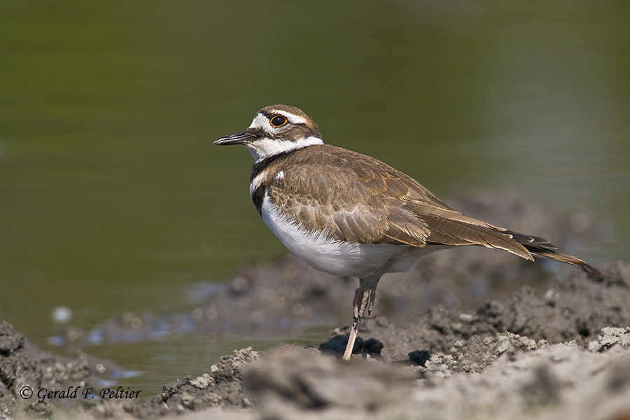   Killdeer   2