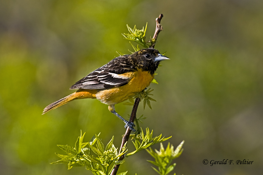   Baltimore Oriole