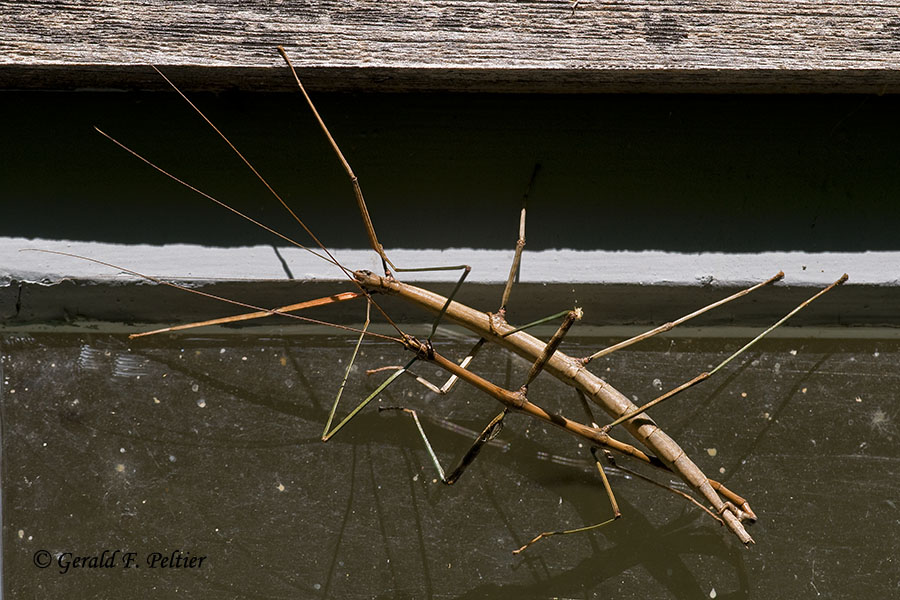  Walking Stick bugs mating 