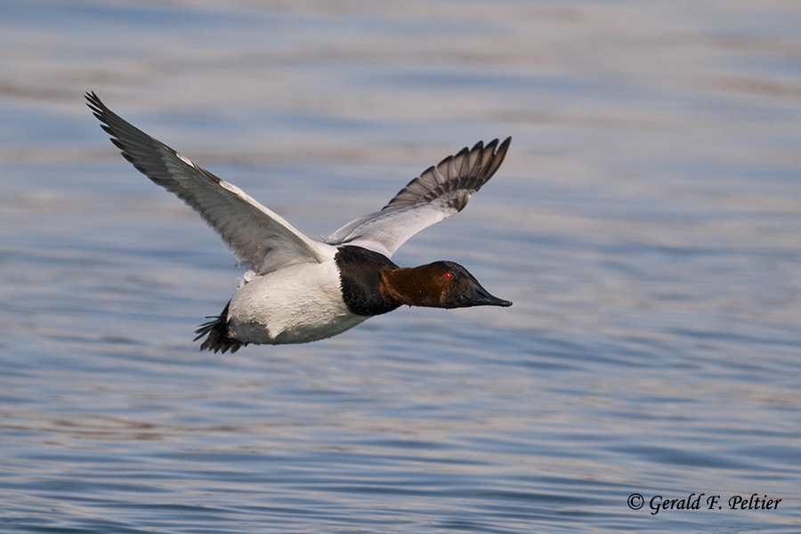   Canvasback   19