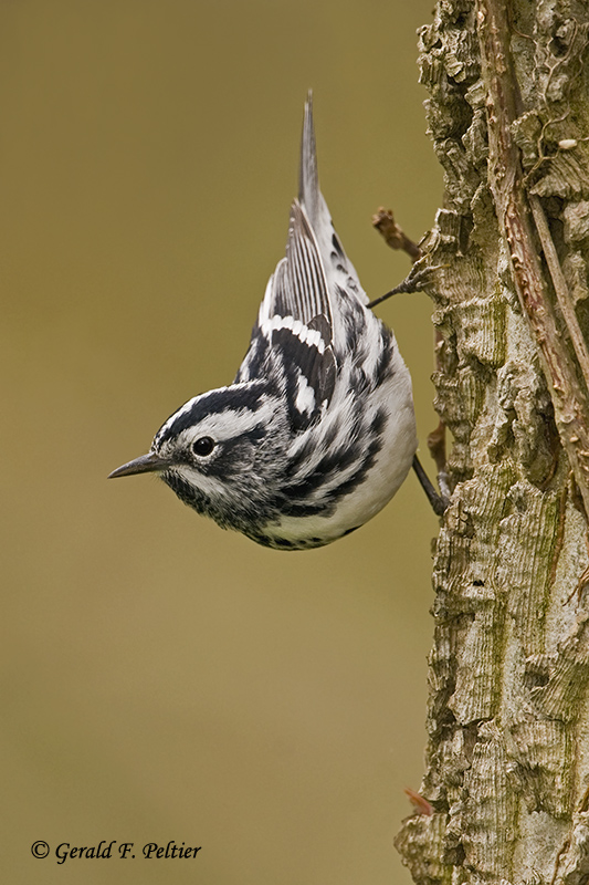 Black - and - white Warbler  2