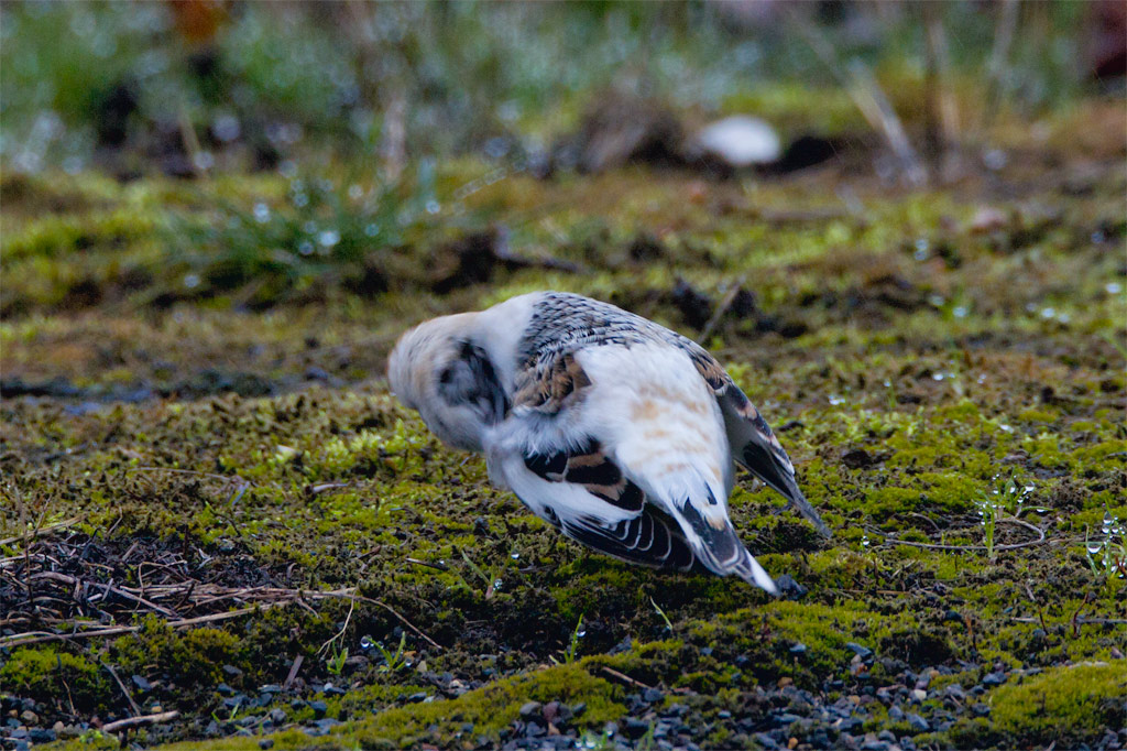 Snow Bunting