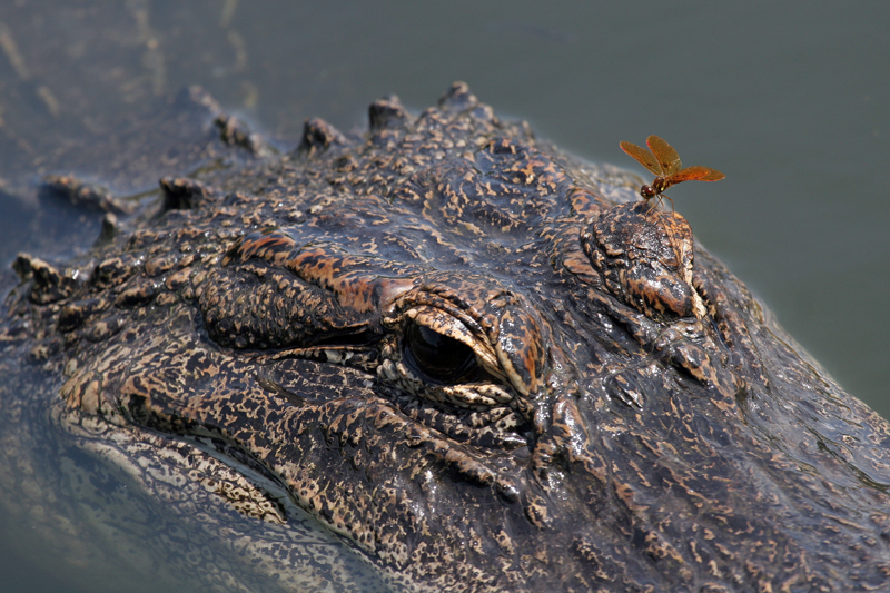 croc1.jpg