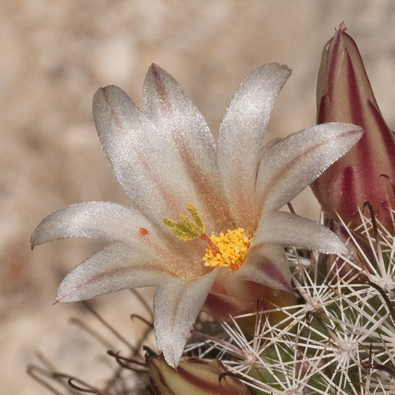 Fishhook Cactus Flower