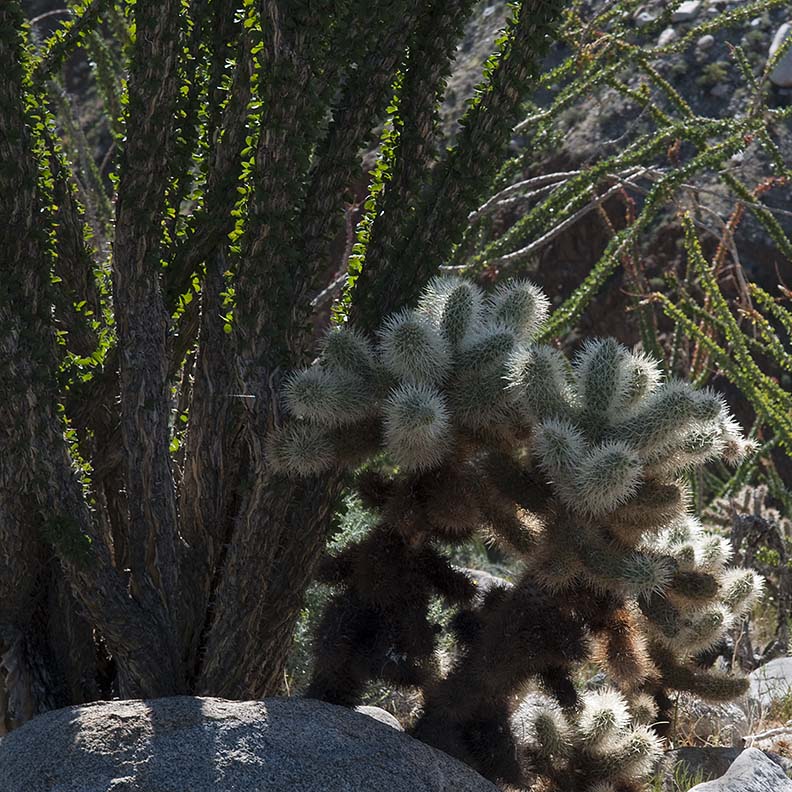 Cholla Cactus with Ocotillo