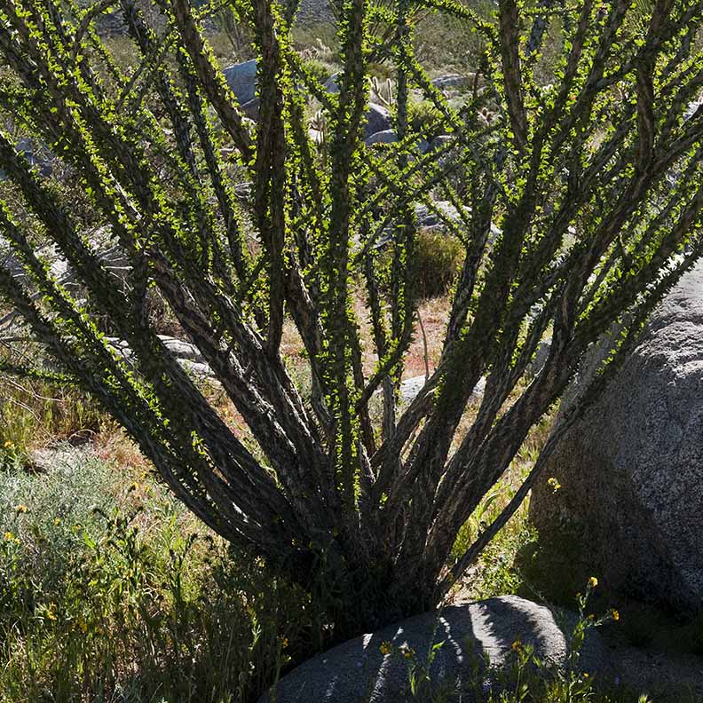 Ocotillo