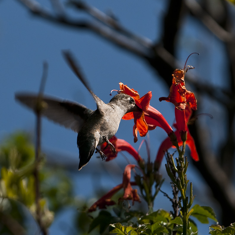 Anna's Hummingbird