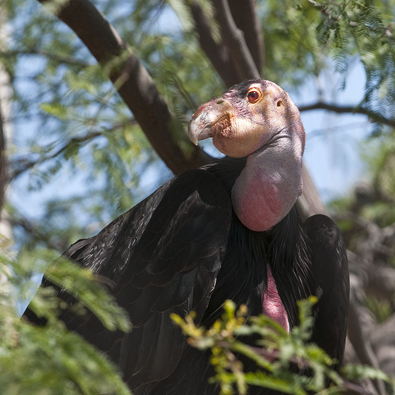 California Condor, a Face Only a Mother Could Love