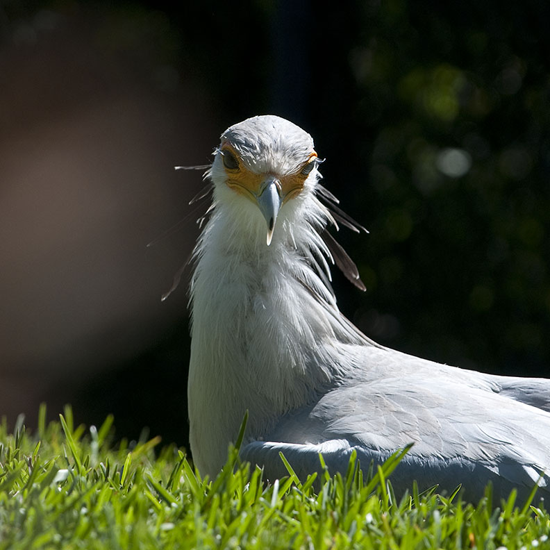 Secratary Bird