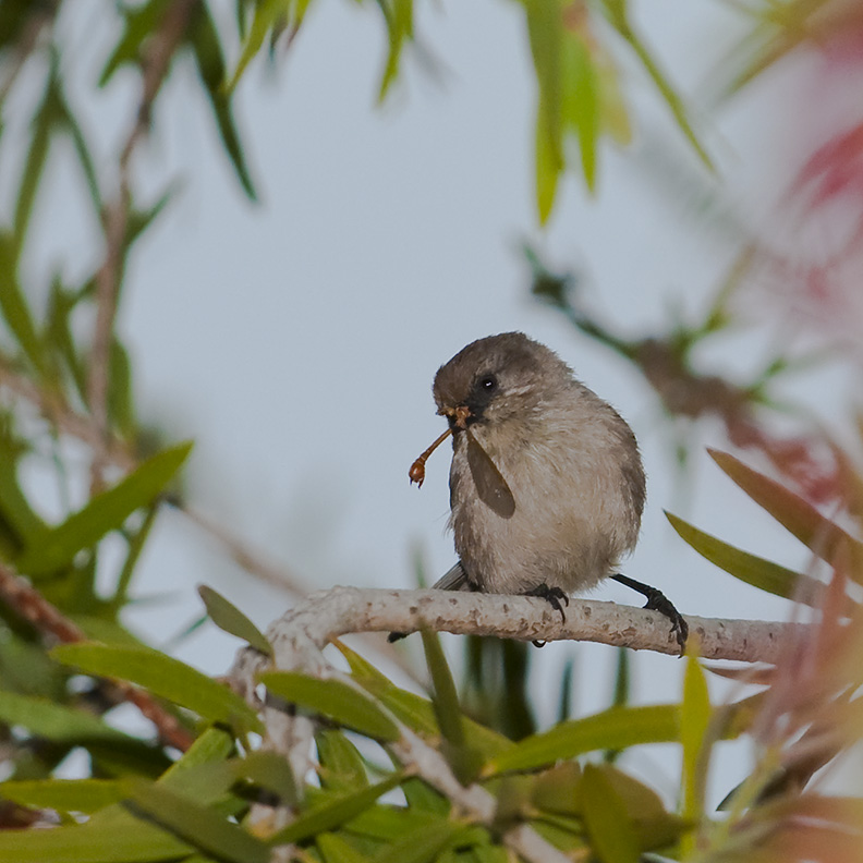 Bushtit 3