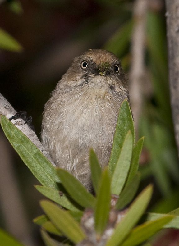 Female Bushtit