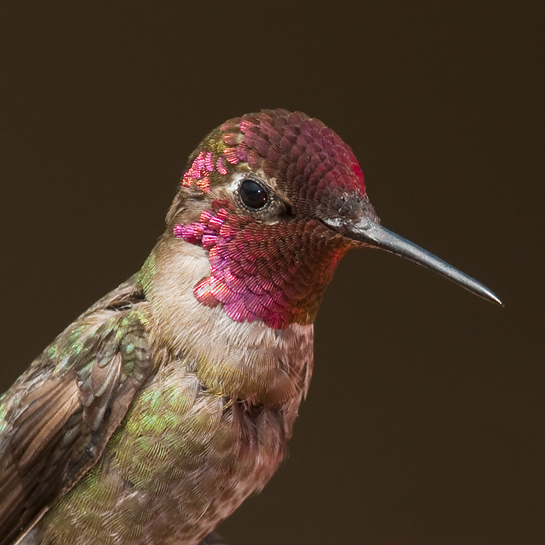 Up Close and Personal. Anna's Hummingbird